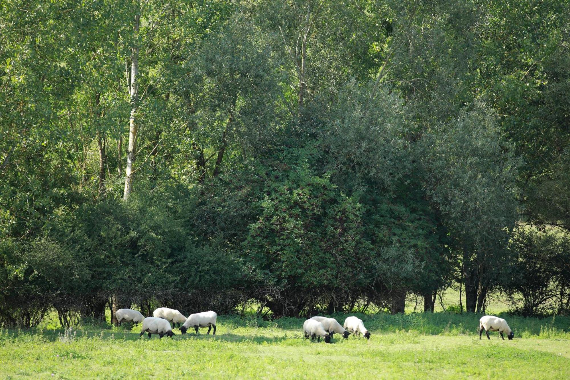 Auberge Du Parc Baudricourt Camera foto